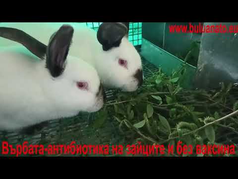 Видео: Отглеждане на зайци през зимата