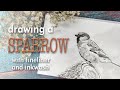 Drawing a sparrow with fineliner and ink wash