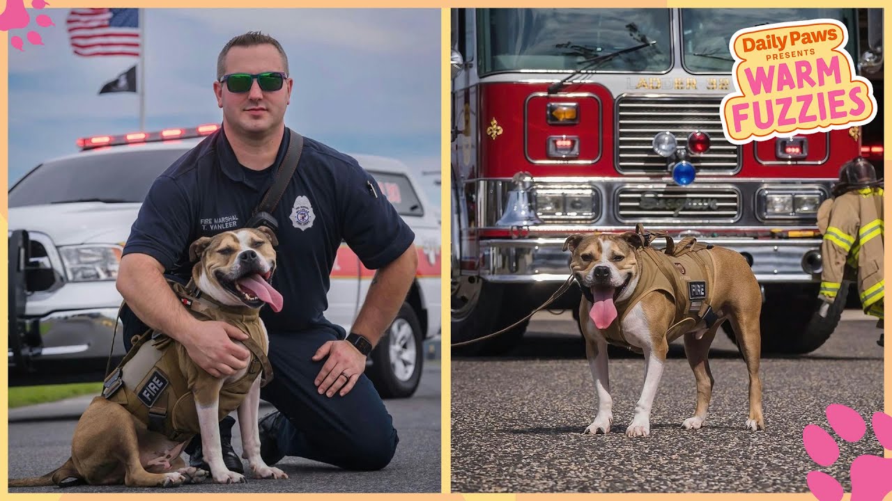 Hansel: The Crime-Solving Arson Dog | Daily Paws