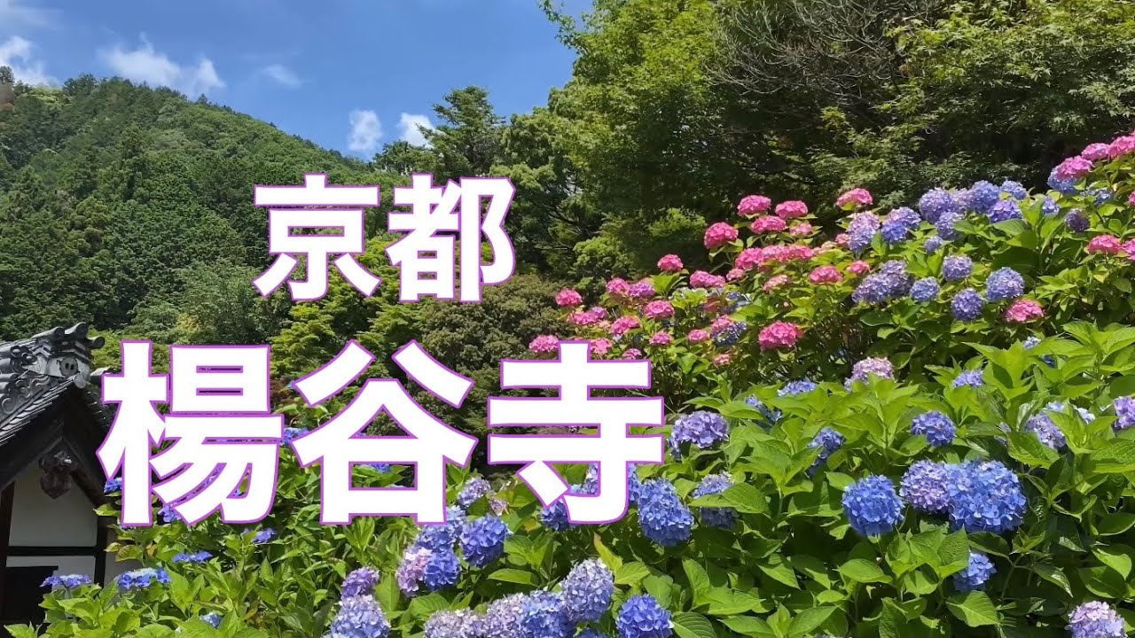 21年6月17日 木 京都 楊谷寺を歩く あじさいウィーク Walk Though Youkoku Ji Temple Youtube