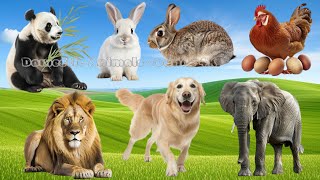 Cute Little Farm Animal Sounds: Chameleon, Dove, Jaguar, Wolf, Mammoth | Animal Moments