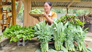 Harvesting Agricultural Products Grown in the garden Goes to the market to sell | Animal care