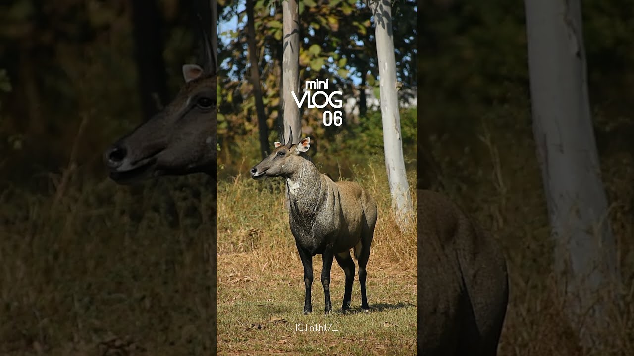 Mini Vlog 06 | Grape Soda - Rook1e | Instagram reels | Shot on Realme 8 | Zodiac