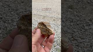 Petrified Wood With Rich Details – Oklahoma Rockhounding