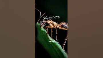 فتبسم ضاحكا من قولها #سبحان_الله #تلاوة_خاشعة من #سورة_النمل ب #صوت_جميل #quran #اكسبلور #قران_كريم