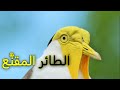 الطائر المقنع (أبو طيط المقنع).