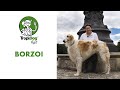 Borzoi の動画、YouTube動画。