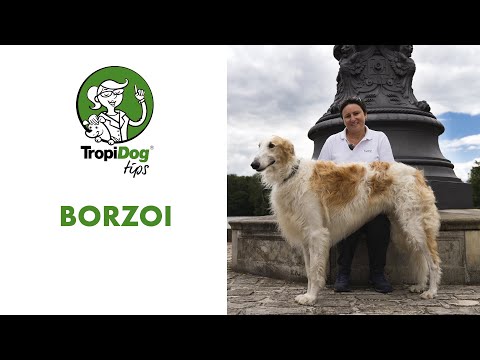 Video: Borzoi Hondenras Hypoallergeen, Gezondheid En Levensduur