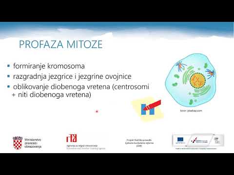 Biologija 4. r. SŠ - Mitoza