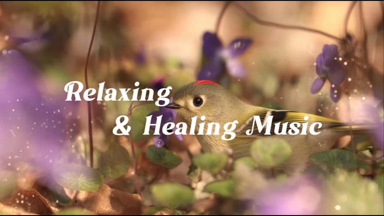 Relaxing Music to Clear Your Mind | Claming Instrumental Flow with Ruby-crowned Kinglets