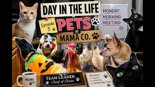 🐾 Day in the Life of Pets | Monday Morning Meeting