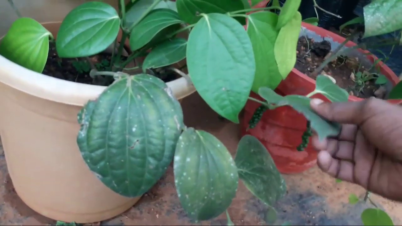 ALL ABOUT BUSH PEPPER IN MALAYALAM YouTube