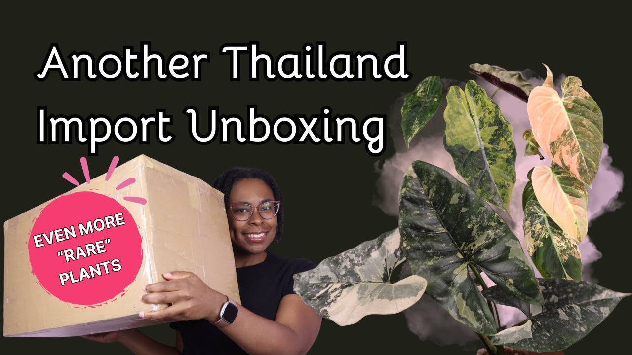 Распаковываем ещё больше импортных товаров для магазина | Проект «Редкие» растения