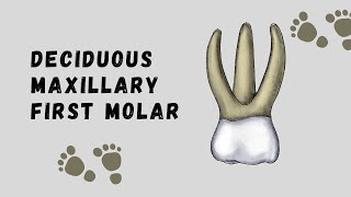 Deciduous Maxillary First Molar | Deciduous Tooth Morphology