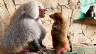 Лида зовёт Люсю, подала знак! Лида "покаялась" Елисей простил её! Люся технично динамит Елисея!