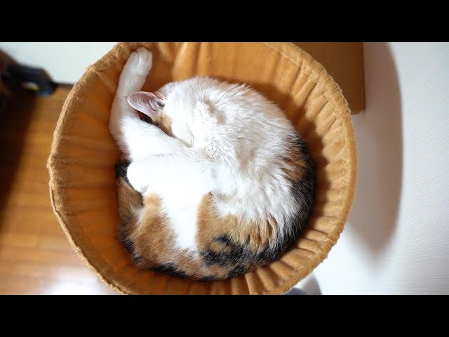 うちの三毛猫ちゃんがアンモナイトはじめました