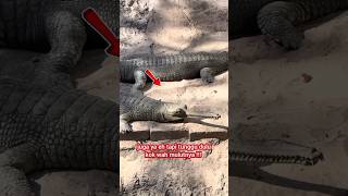 False Gators Narrow Mouths Dont Like Stealing