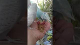 Discover the Colorful Budgie World That Is Fascinating Bird Enthusiasts in Austin 2
