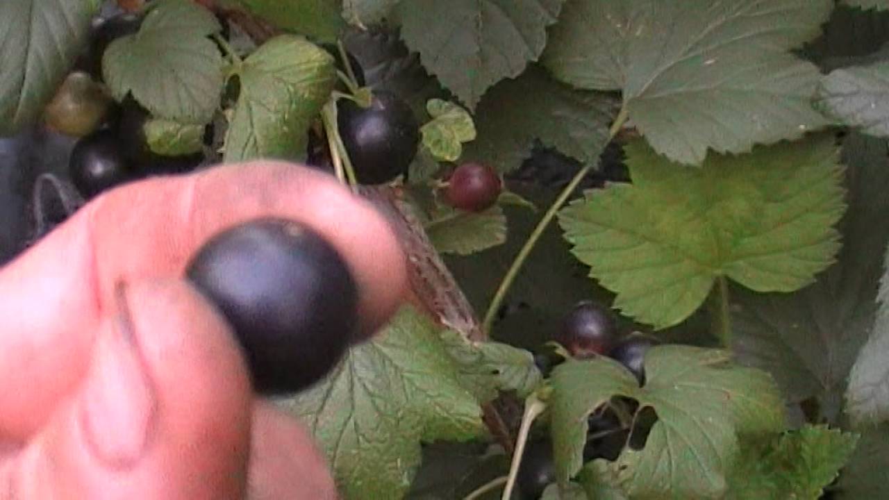 Смородина ядрёная
