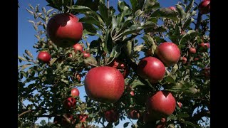 Production écrite sur le pommier 5ap (شجرة التفاح)