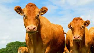 10 Most Stunning and Beautiful Cow Breeds from Around the World • Cow Video