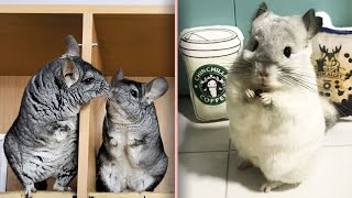 14 Cool Chinchilla Facts
