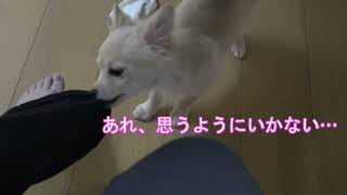 靴下を脱がすお手伝いをする子犬ちゃん