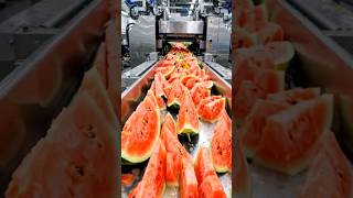 Inside a Modern Watermelon Processing Plant: From Whole Melons to Sweet Red Juice (Full Process)