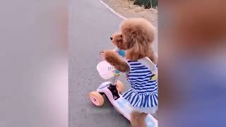 Funniest Animals     New Funny Cats and Dogs Videos ð    ¹ð    ¶ Part 2