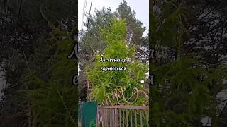 Красивое хвойное дерево лиственница европейская #природа #красота #дерево #лиственница