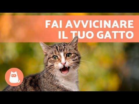 Video: Orecchie calde nei gatti