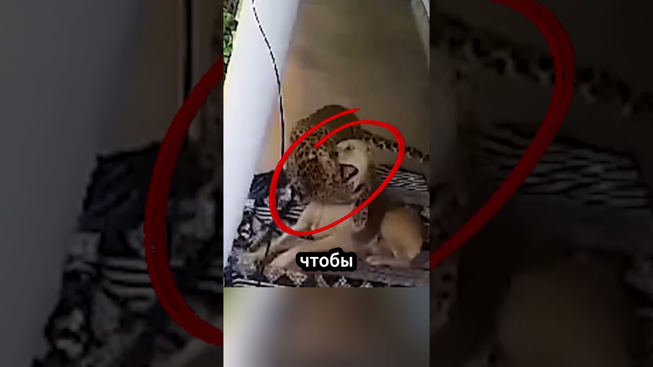 Голодный леопард пытается поймать сторожевую собаку перед домом! 😱🐕 