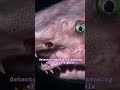 Nature's Most Incredible Creatures | Wildlife Documentary Shorts