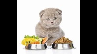 why your cat doesnt fancy their new healthy cat food and 8 tips for feeding a fussy cat by No Cat No life 12 views 3 years ago 6 minutes, 15 seconds