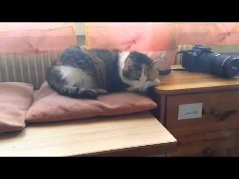 20150401 Spook's ditty (musicforcats) 2eme prise