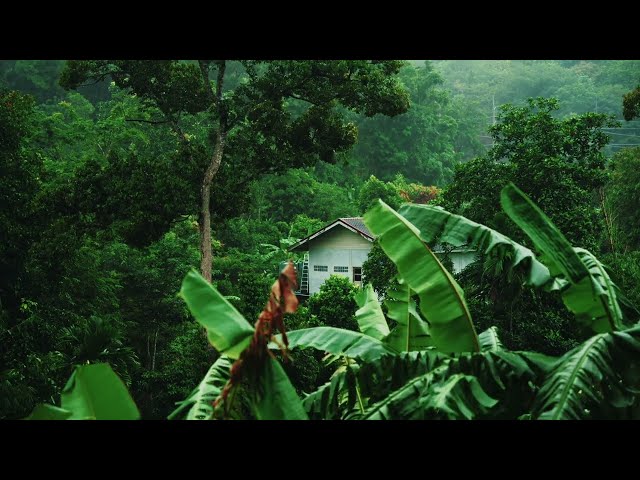 [4K] Nature Rain Video  | Free stock footage |  Free HD Videos - No Copyright class=