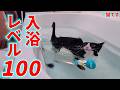 こいつはきっと猫じゃない…今年一発目のお風呂に入れたら入浴レベル100だった件