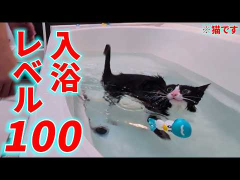 こいつはきっと猫じゃない…今年一発目のお風呂に入れたら入浴レベル100だった件