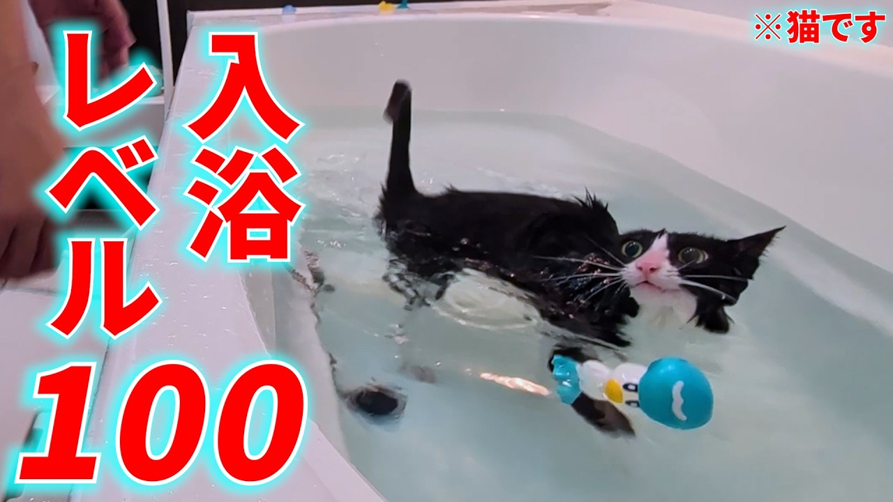 こいつはきっと猫じゃない…今年一発目のお風呂に入れたら入浴レベル100だった件