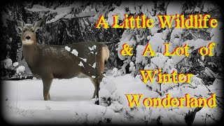 A Little Wildlife & A Lot of Winter Wonderland