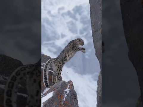 El mejor personaje de Kung fu panda y no pienso discutirlo 🐆🌨 #leopardo #nieve #panda