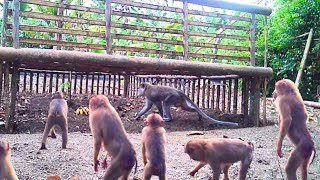 🔴In this garden the monkeys know more about traps than the long-tailed monkeys