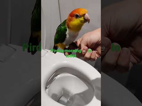 pirdaş caique parrot pooping in toilet  #birds #shorts #caique #reels #cute #cuteanimals #papağan