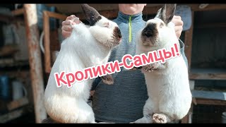 Племенные кролики! Разведение породистых кроликов! Кролиководство!