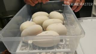 OUR 1ST BALL PYTHON EGG CLUTCH!! Wealth