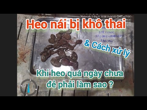 Video Cách xử lý heo nái bị khô thai và khi nào dùng thuốc... - youtube