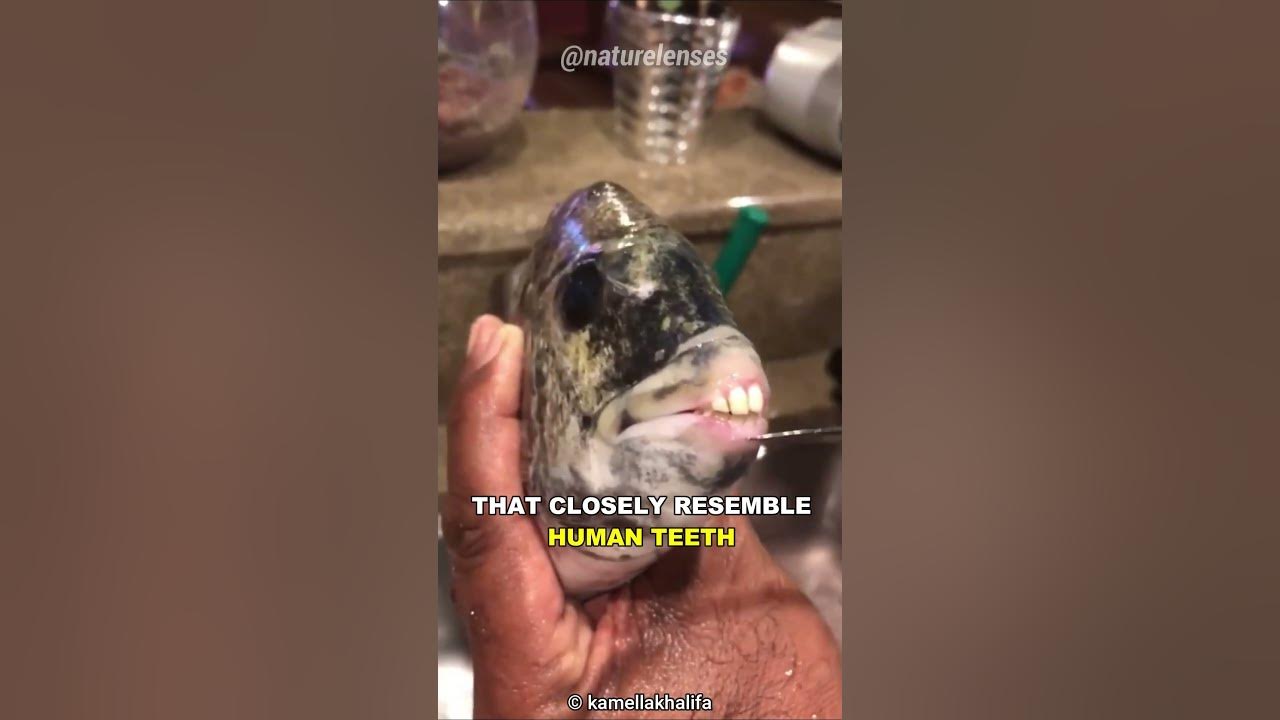 Fish with human like teeth youtube