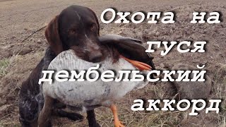 №100 Охота на гуся. Дембельский аккорд 2020 года. No. 100 Geese hunting. The last fight of 2020.