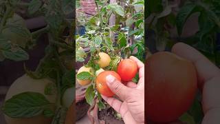 Picking Fresh Tomatoes. #tomato #garden #nature