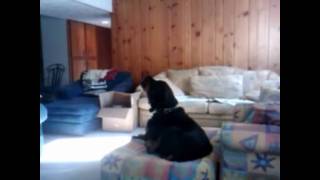 CAT  PLAYS PIANO duet with SINGING DOG! by HOOTe Cat 23,169 views 14 years ago 1 minute, 24 seconds